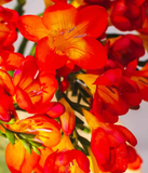 Bridal Bouquet of Sweetly Scented Freesia